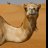 Stranded Camel