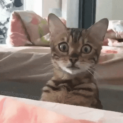 68f6f207ce44fb8a47d42294197cf275[1].gif