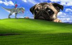 Pug.jpg