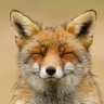 ThePoffenFluffer