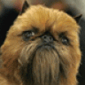 wookie