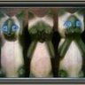 CrasyCat