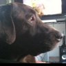 LabDog