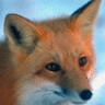 Da Fox