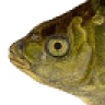 mrbrax