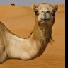 Stranded Camel