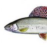 Grayling