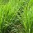 Lemongrass